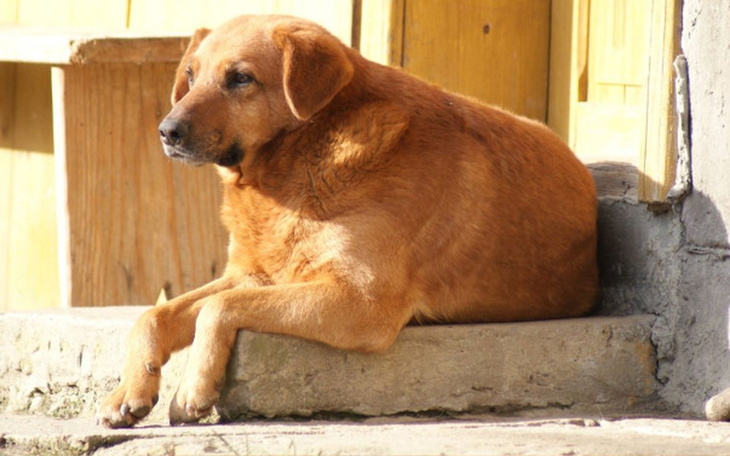 Zbiórka Rudy prosi o pomoc - zdjęcie główne