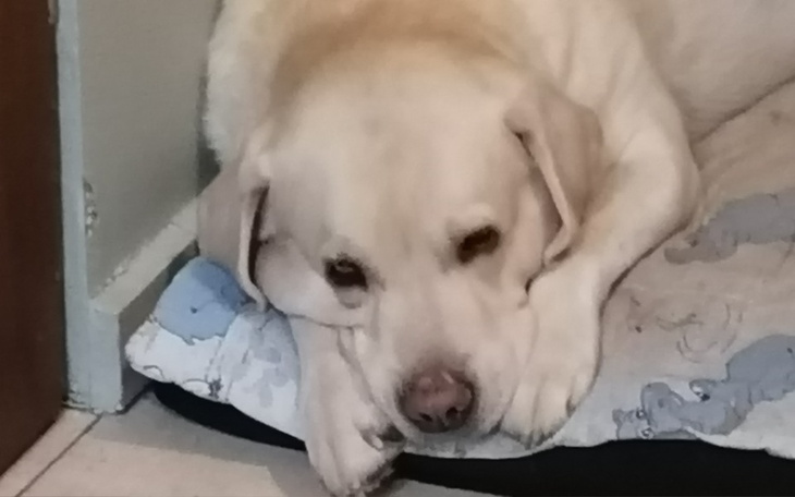 Labrador leżący na poduszce, z wyrazem smutku na twarzy.