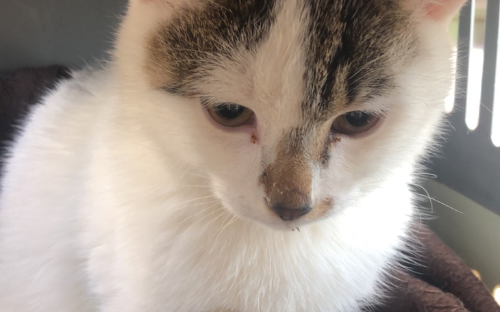 Zbiórka Zbiórka na operacje żołądka - zdjęcie główne