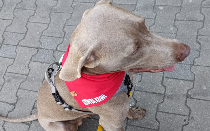 Pies w czerwonym szaliku, siedzący na chodniku.