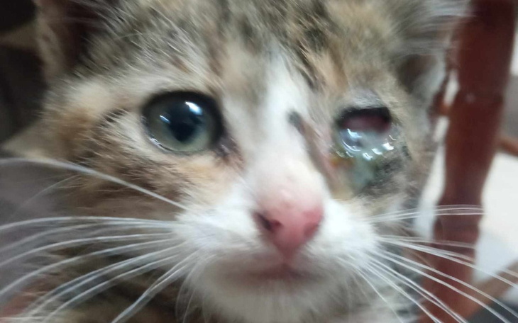 Zbiórka Na leczenie porzuconych kotków - zdjęcie główne