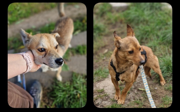 Zbiórka Dla DePsiaków - zdjęcie główne