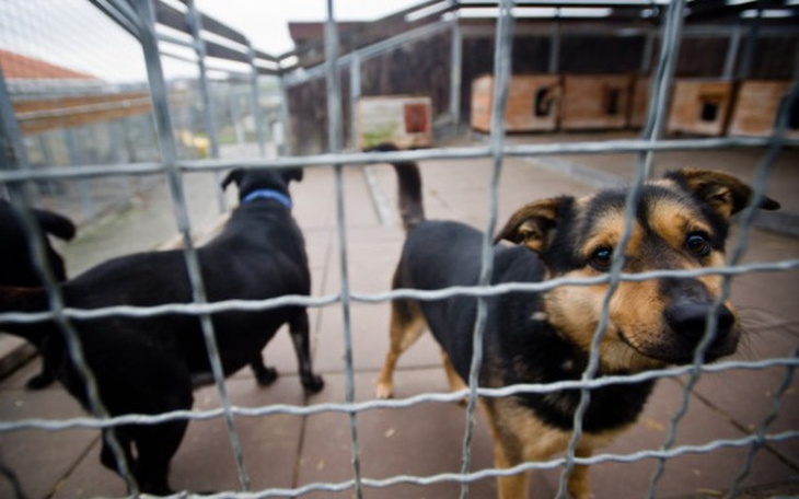 Zbiórka Moja pomoc dla schroniska - zdjęcie główne