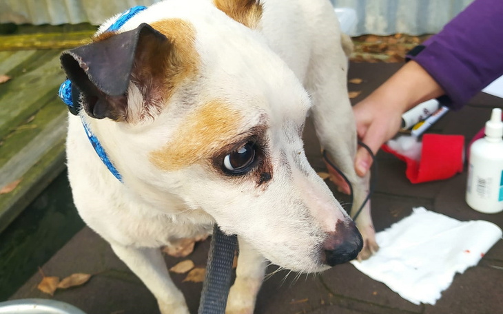 Zbiórka Ciężko chora Lusia - zdjęcie główne