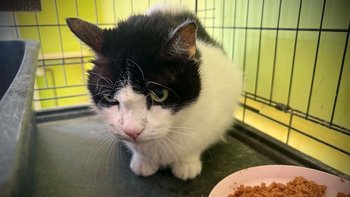 Zbiórka Pomóżmy Gordo odzyskać komfort życia 🐾 - miniaturka zdjęcia