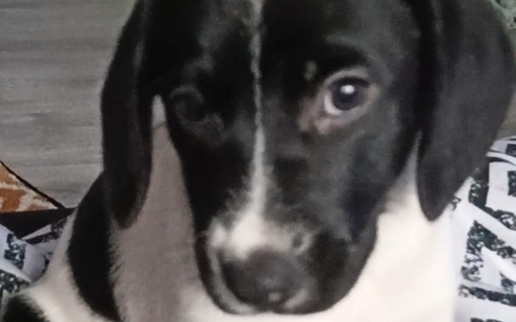 Zbiórka Na biedne schroniska - zdjęcie główne