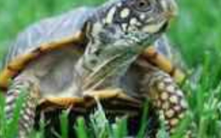 Zbiórka Żółwie - zdjęcie główne