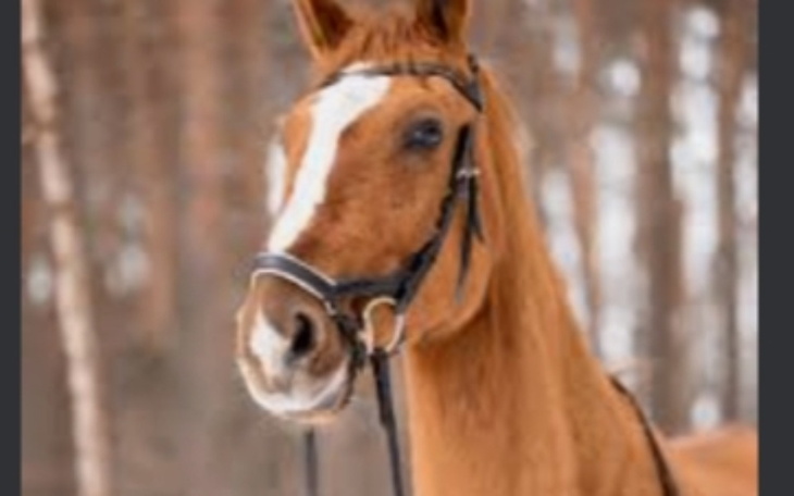 Zbiórka Na ,wymarzonego konia - zdjęcie główne