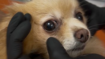 Zbiórka Pomóż Penelopie - miniaturka zdjęcia