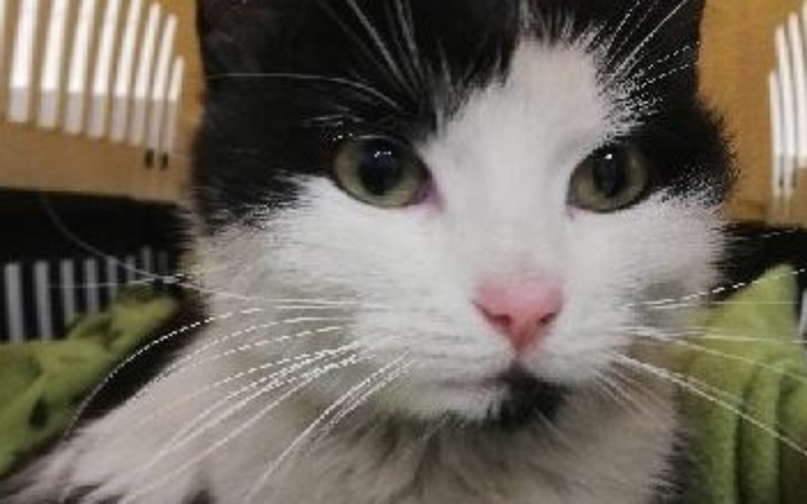 Czarnobiały kot z wyrazistymi oczami.