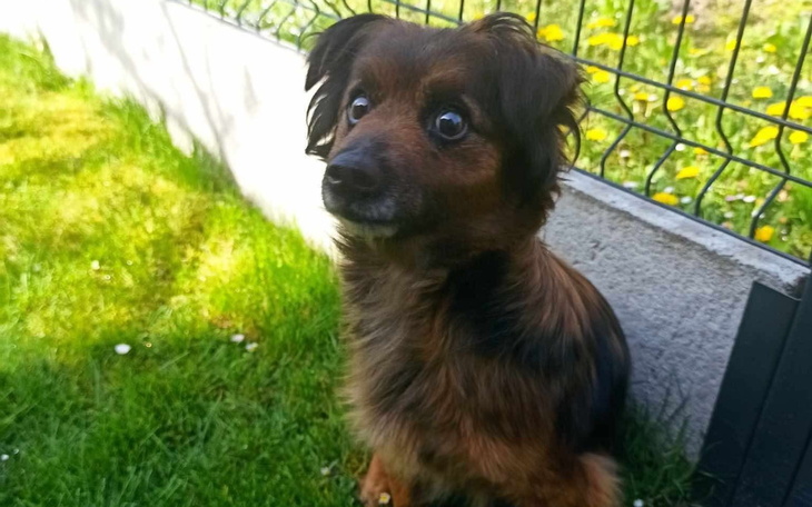 Pies siedzący na trawie, z wyrazem ciekawości.