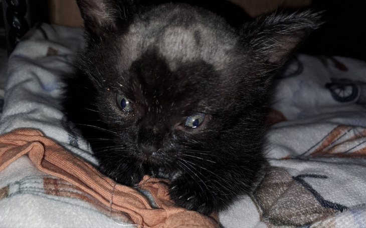 Zbiórka Na Leczenie Szczepanka - zdjęcie główne