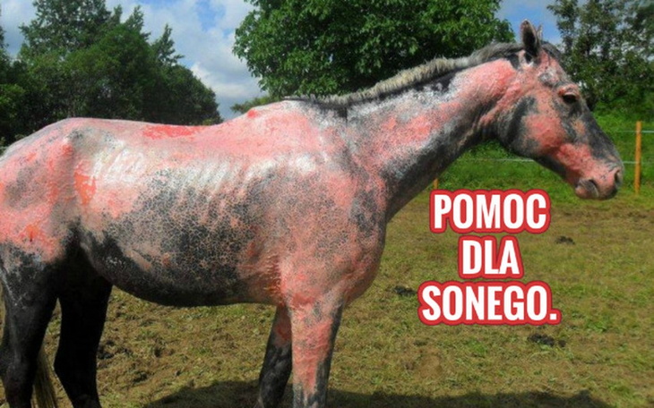 Zbiórka Pomoc dla Sonego. - zdjęcie główne