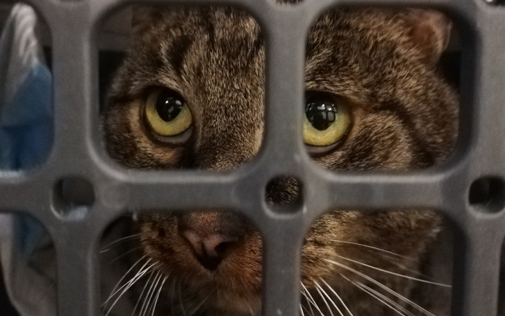 Zbiórka Leki dla nerkowego Teosia - zdjęcie główne