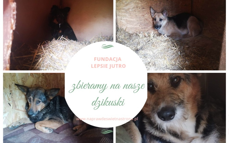 Zbiórka Na tych co na naszym pokładzie - zdjęcie główne