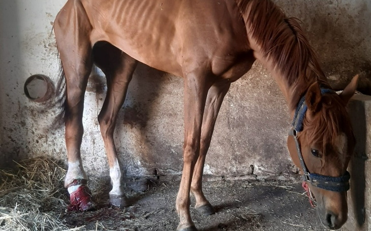 Zbiórka PILNE Dramat krwawiącej klaczy - zdjęcie główne