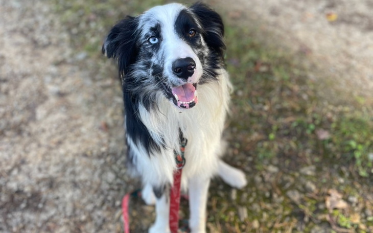 Zbiórka Pomoc dla Majkiego - zdjęcie główne