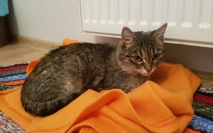 Zbiórka Na dalsze życie Seleny - zdjęcie główne