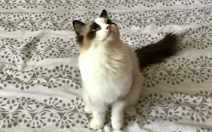 Kot siedzący na łóżku, z ciekawym spojrzeniem.