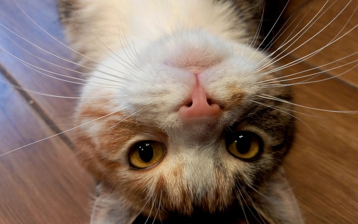 Zbiórka Jestem Lari- twoja pomoc mnie oc - zdjęcie główne