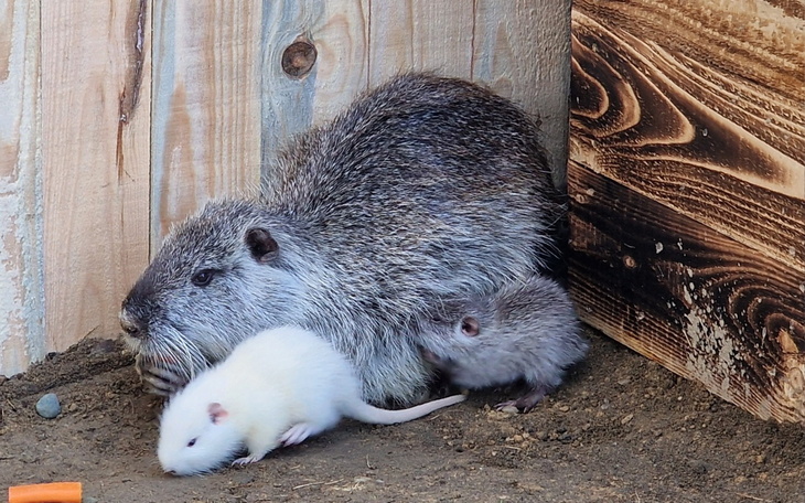Mama świstaka z młodym i białym świstakiem w przytulnym otoczeniu.