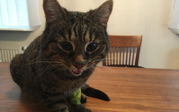 Zbiórka Rezonans magnetyczny dla Ptysia - zdjęcie główne