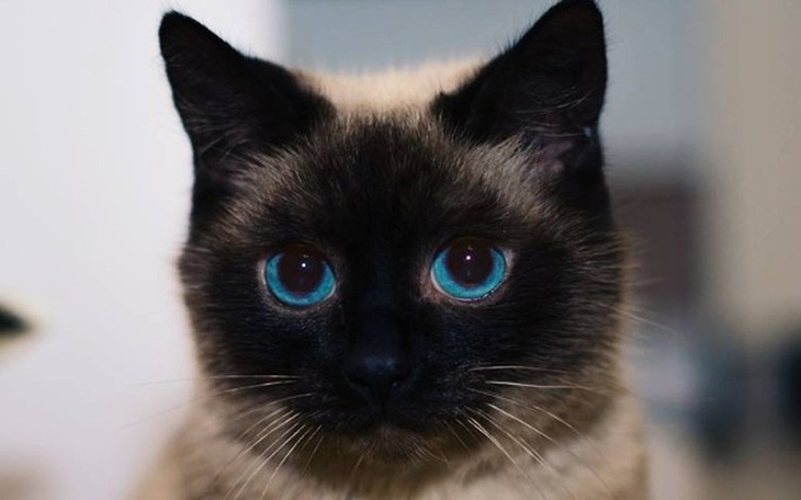 Zbiórka Pomoc dla Leona - zdjęcie główne