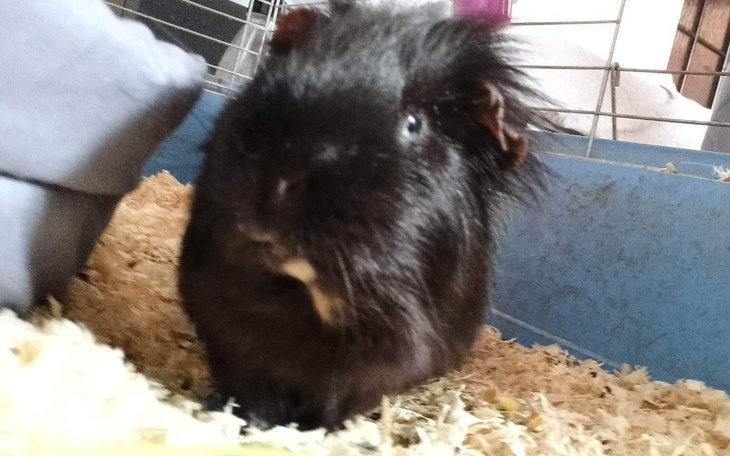 Zbiórka Zbieram na kardiologa dla świnki - zdjęcie główne