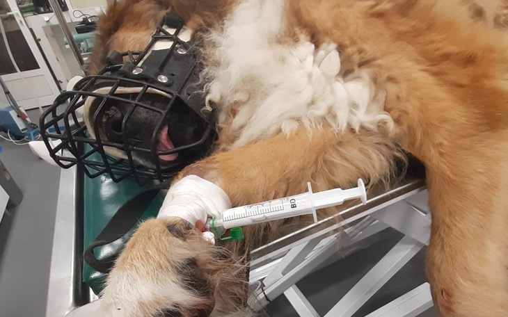 Zbiórka Uratowaliśmy katowanego psa - zdjęcie główne