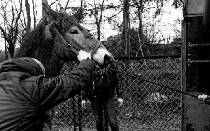 Zbiórka Skaryszew. Na ratunek koniom. - zdjęcie główne