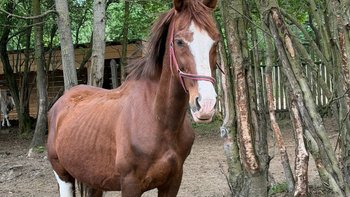 Zbiórka Chrytos Jane piękny Holender - miniaturka zdjęcia