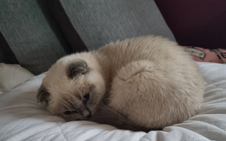 Zbiórka Pomóż uratować Chanel - zdjęcie główne