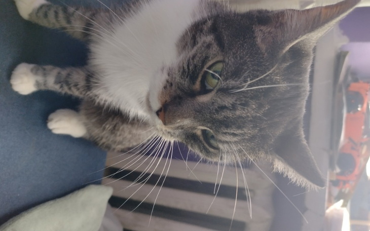 Zbiórka Chora kotunia - zdjęcie główne