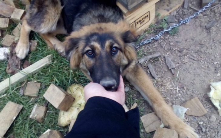 Pies w potrzebie, szukający pomocy i miłości.
