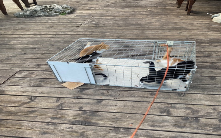 Zbiórka Wygłodniałe kociaki z zamku - zdjęcie główne