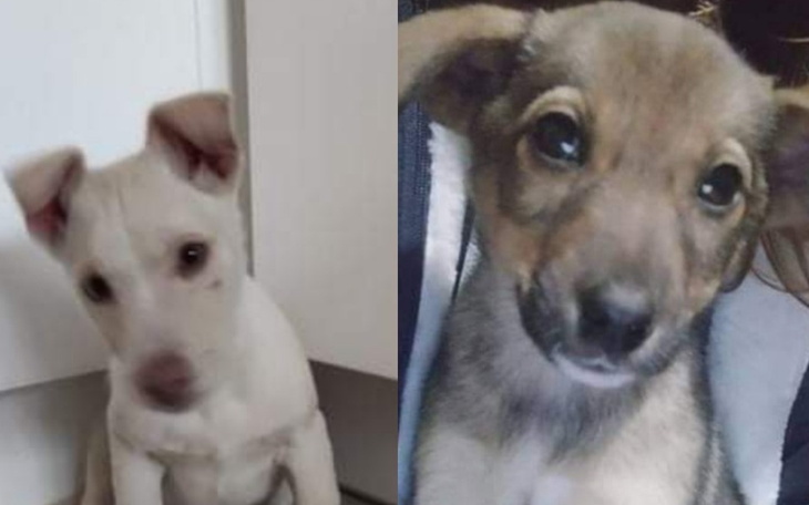 Zbiórka Szczenięta porzucone w Łukowie - zdjęcie główne