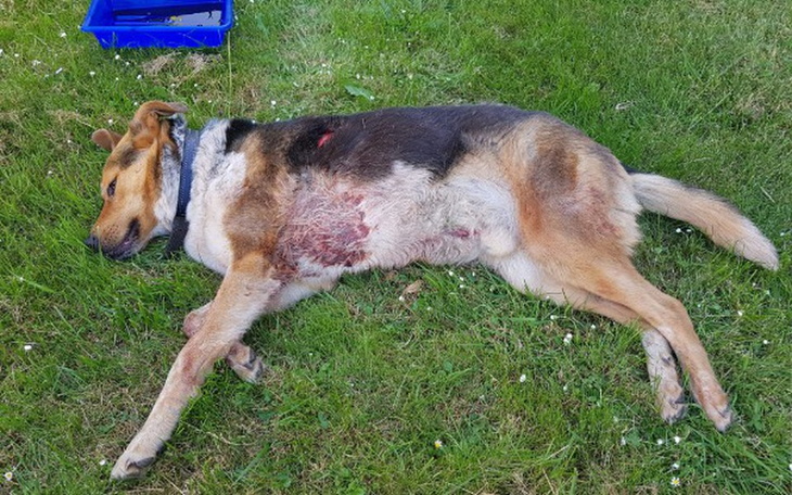 Zbiórka Pomoc w leczeniu Rico - zdjęcie główne