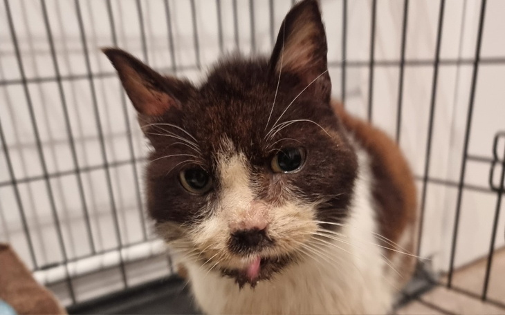 Kot z charakterystycznym wyglądem w klatce.