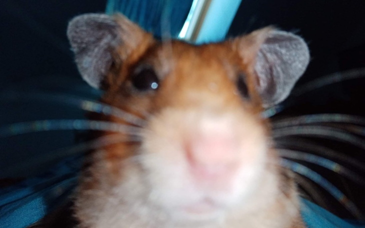 Zbiórka Rzeczy dla mojego chomiczka - zdjęcie główne