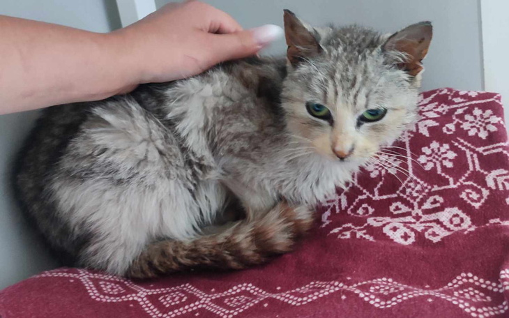 Zbiórka Ratunku białaczka tragediaPomocy - zdjęcie główne