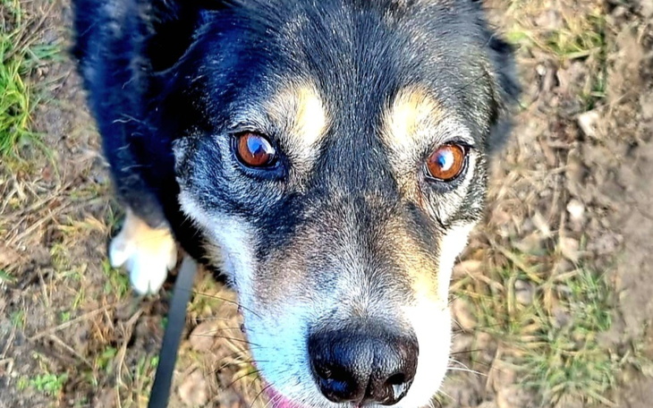 Zbliżenie na psa z brązowymi oczami.
