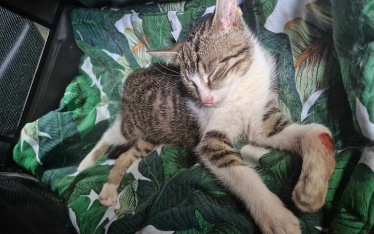 Zbiórka Stone stracił łapkę ale żyje - zdjęcie główne