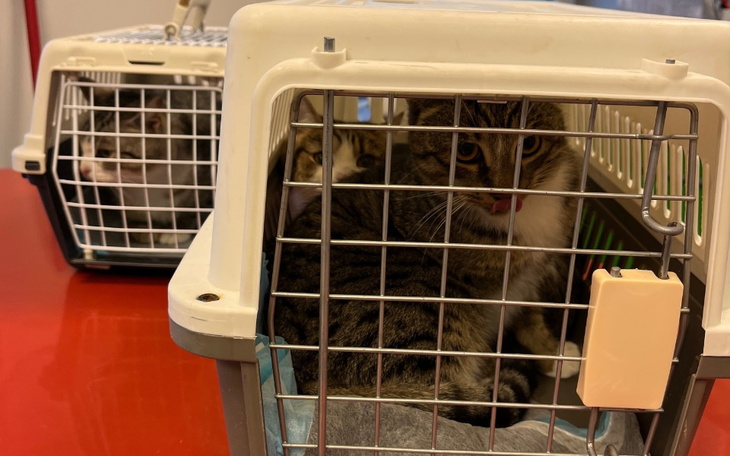 Koty w klatkach, czekające na adopcję w schronisku.