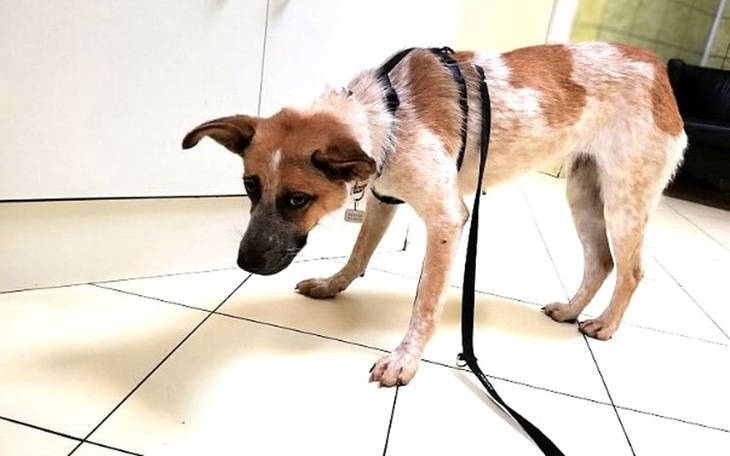 Zbiórka Aida - porzucona i chora - zdjęcie główne