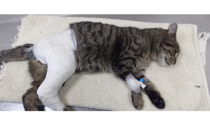 Zbiórka Betta-leczymy pogruchotane kości - zdjęcie główne