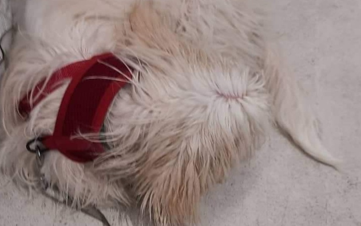 Zbiórka Na leczenie naszego psa Teski - zdjęcie główne