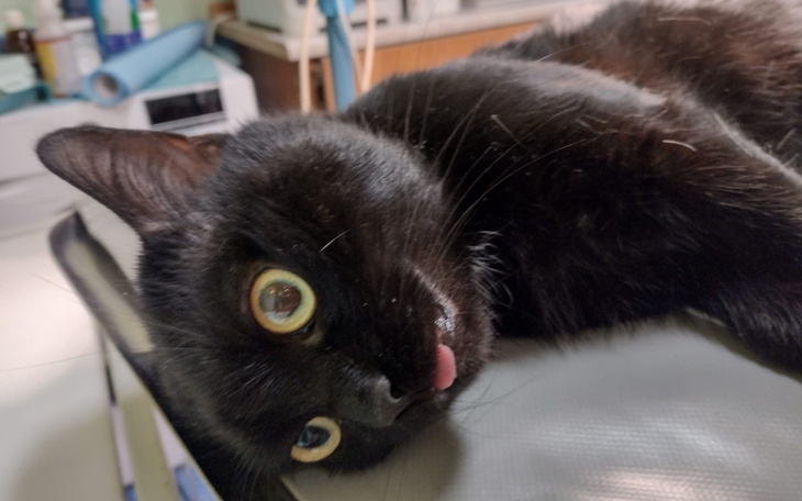 Czarny kot leżący na stole, z wystawionym językiem.