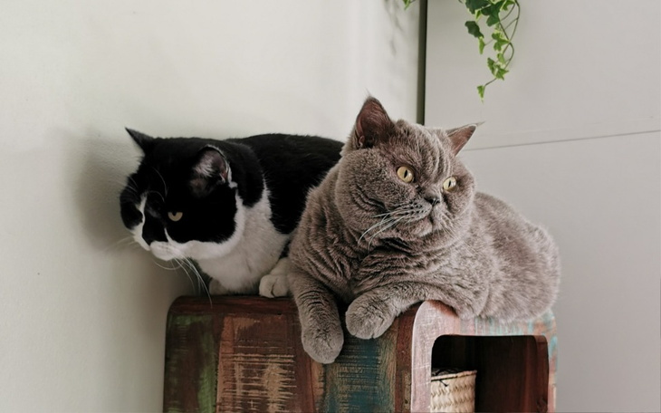 Zbiórka Leczenie zębów Leona i Zygmusia - zdjęcie główne