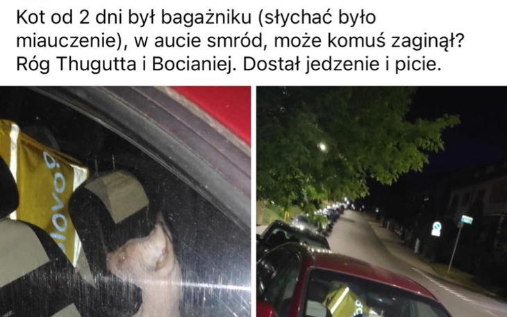 Zbiórka Pomoc dla kotka z auta Szczecin - zdjęcie główne
