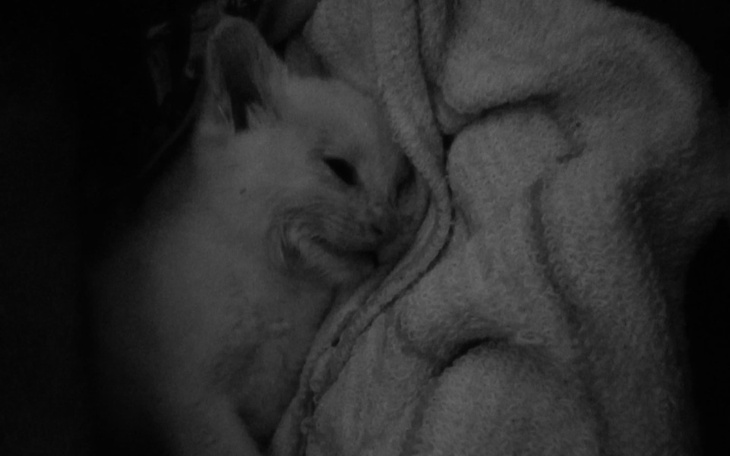 Zbiórka MAMY panleukopenię RATUNKU - zdjęcie główne